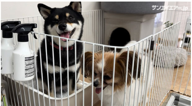 HappyLab歯科技工所・犬