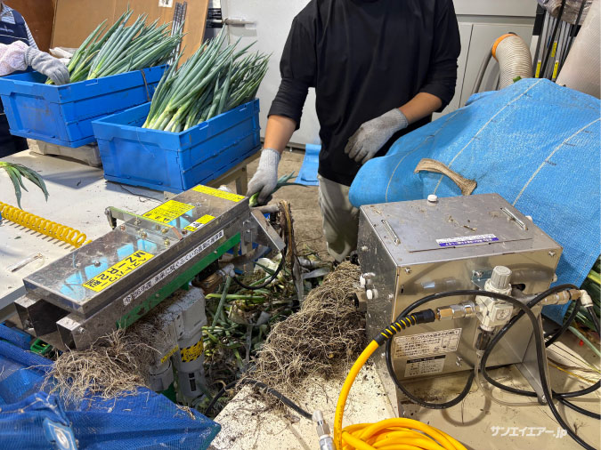 （株）マツモト製長ネギ皮むき機