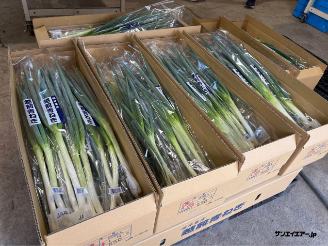 大野特産「越前青ネギ」箱詰め